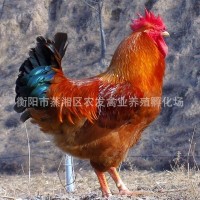 快大雞苗廠(chǎng)家供應(yīng)紅玉雞苗 紅毛柴雞 九斤紅雞苗 九斤黃雞苗養(yǎng)殖