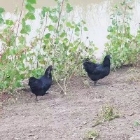 【韓式惠康】包郵30枚綠殼烏雞蛋農家散養(yǎng)盒裝新鮮土雞蛋一件代發(fā)