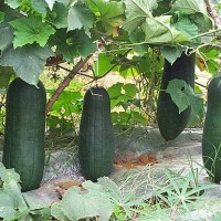 供應新鮮農(nóng)家冬瓜 量大價優(yōu) 綠色冬瓜