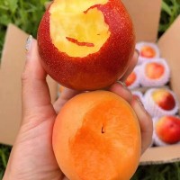 廠家直銷(xiāo)杏樹(shù)苗 嫁接杏樹(shù)苗杏苗大黃杏 南北方種植庭院盆栽地栽