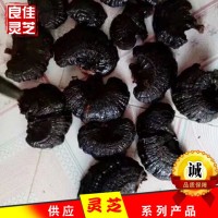 江北靈芝之鄉(xiāng)無柄黑靈芝原產(chǎn)地黒芝個切片現(xiàn)貨批發(fā)