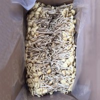 6號(hào)白茶樹菇批發(fā)脆嫩白色不開傘茶樹菇誠(chéng)招代理分銷產(chǎn)地直發(fā)500g