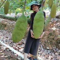 海南三亞老樹菠蘿蜜現(xiàn)摘當(dāng)季新鮮水果泰國8號(hào)黃肉整個(gè)紅肉1號(hào)馬來