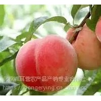 黃桃，平谷產地直發大桃，黃桃批發，代收