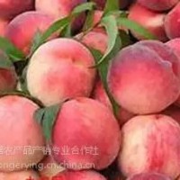 平谷大桃24號,土特產禮品盒，平谷大桃采摘園，批發大桃