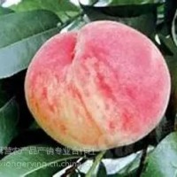 平谷大桃26號，平谷原產地直發，7月份成熟粘核、半離核