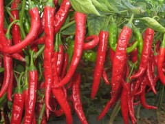 美人椒種植秘籍：最佳時(shí)機(jī)你知道嗎？