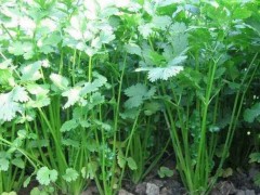 香菜的生長周期：從種子到收獲的綠色奇跡