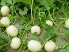 香瓜成熟期揭秘：從25天到80天，甜度背后的時間密碼