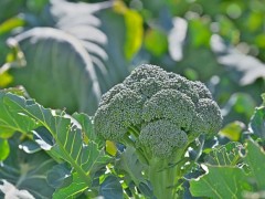 西蘭花怎么種植？西蘭花種植及管理注意事項